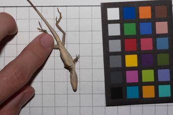 Media type: image;   Herpetology R-186853